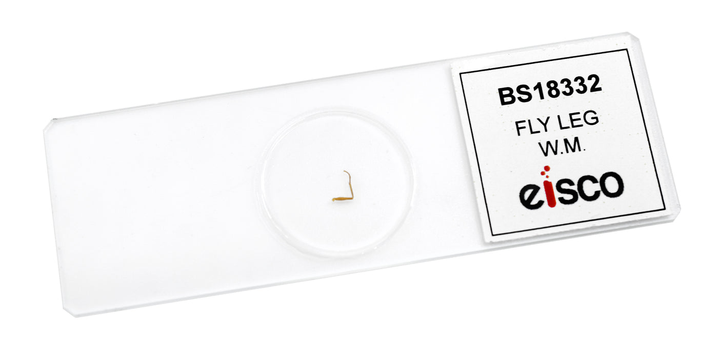 Normal Rbc In Slides 10pk Human Blood Smear - Prepared Microscope Slides - 75x25mm — Eisco Labs