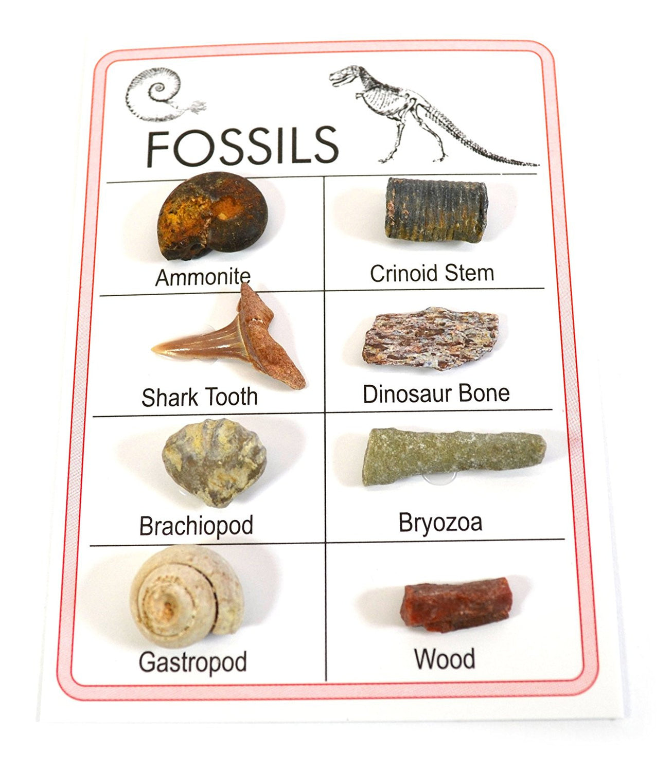 Specimen Collections — Eisco Labs