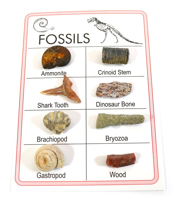 Pocket Reference Fossil Card with 8 Identified Specimens, 1cm Each