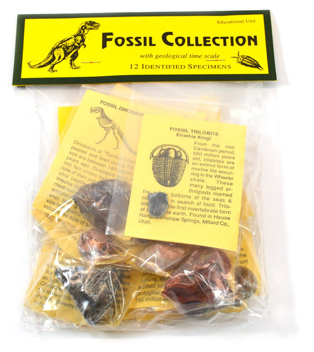 Deluxe Authentic Fossil Collection with 12 Identified Specimens, Information Cards, and Geological Timescale