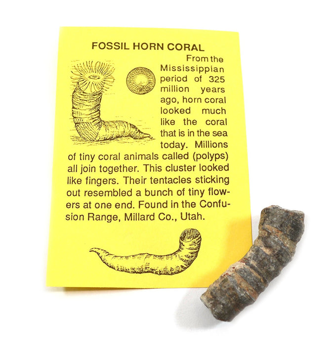 Deluxe Authentic Fossil Collection with 12 Identified Specimens, Information Cards, and Geological Timescale