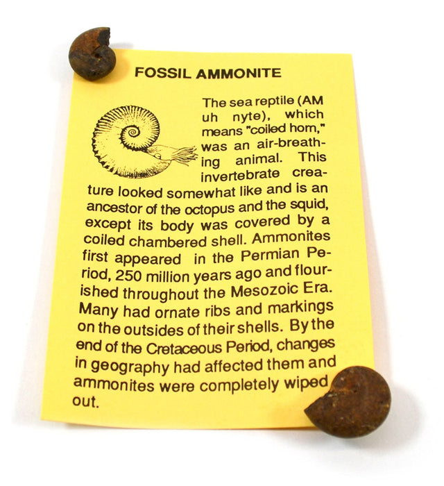 Deluxe Authentic Fossil Collection with 12 Identified Specimens, Information Cards, and Geological Timescale