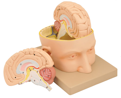 Model Human Head & Brain - 3 Parts