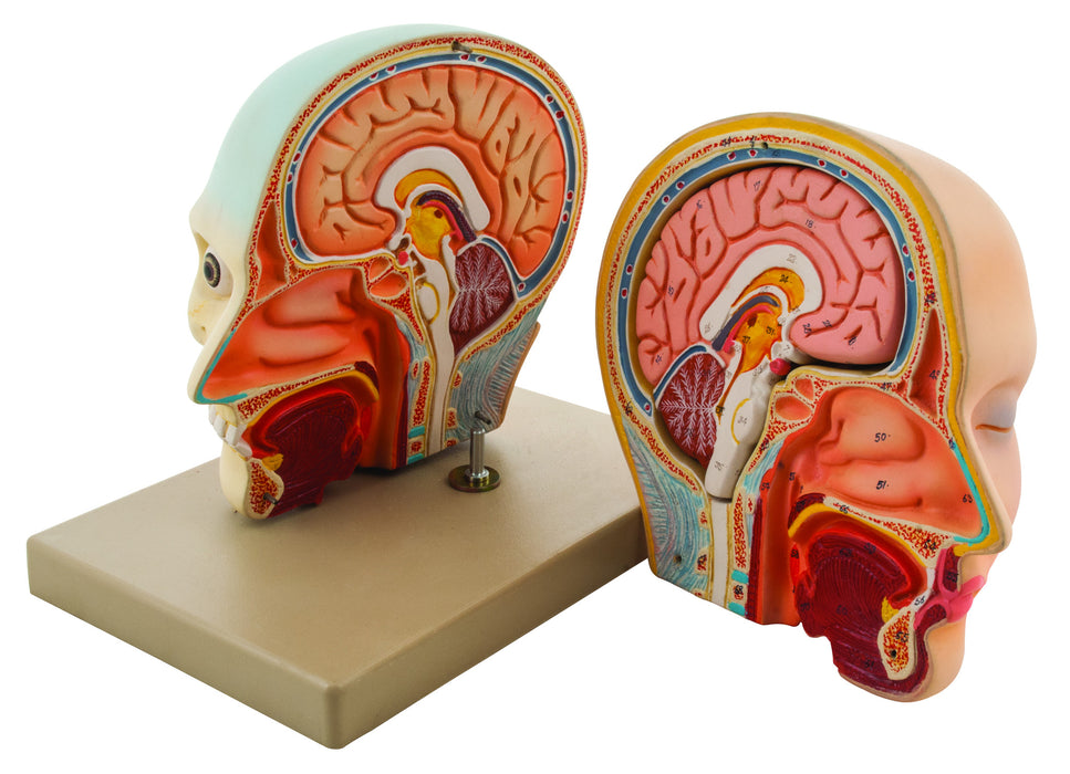 Head Components Brain Head And Brain Anatomy Head Model With Brain XC 318B | Skull, Brain