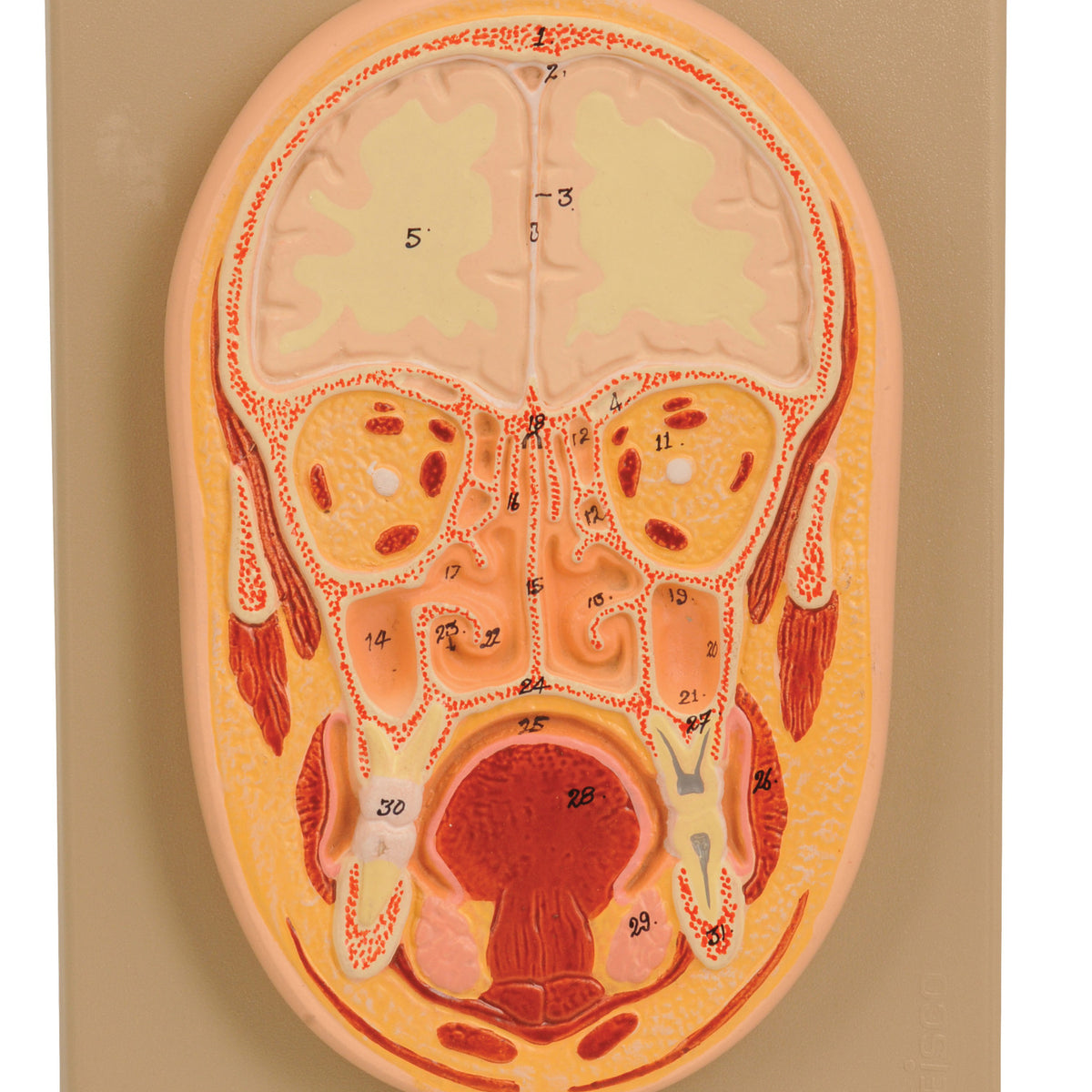 Model Frontal Section of Human Head Natural size — Eisco Labs