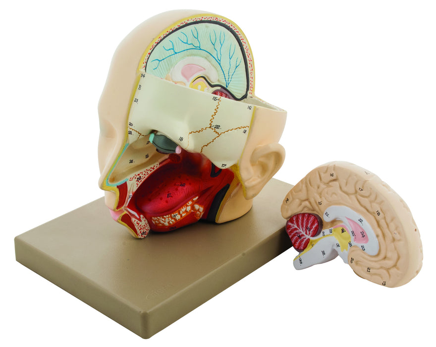 Head Components Brain Model Human Head with Brain - 2 parts — Eisco Labs