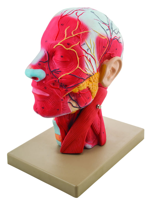 Model, Human Head, Cross sectional, Neck, Life Size, Cranium