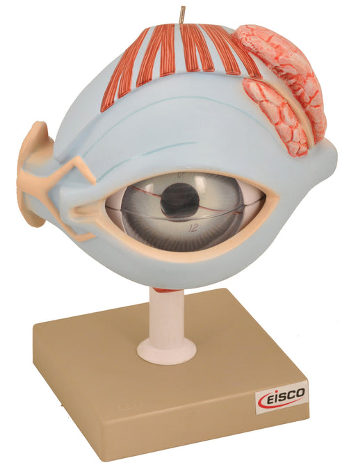 Model Human Eye with Lid on Stand - 7 Parts