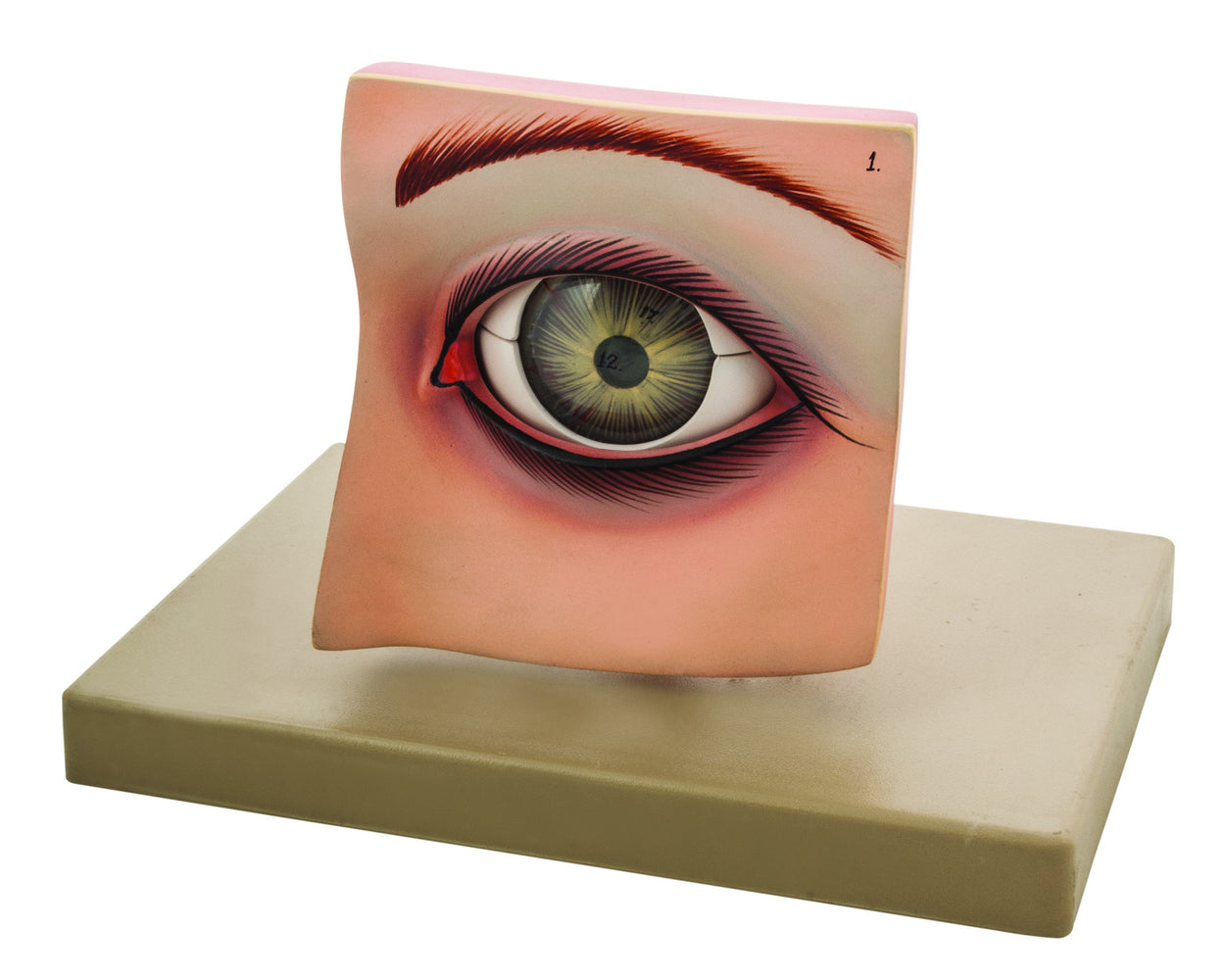 Model Eye with Lid on base