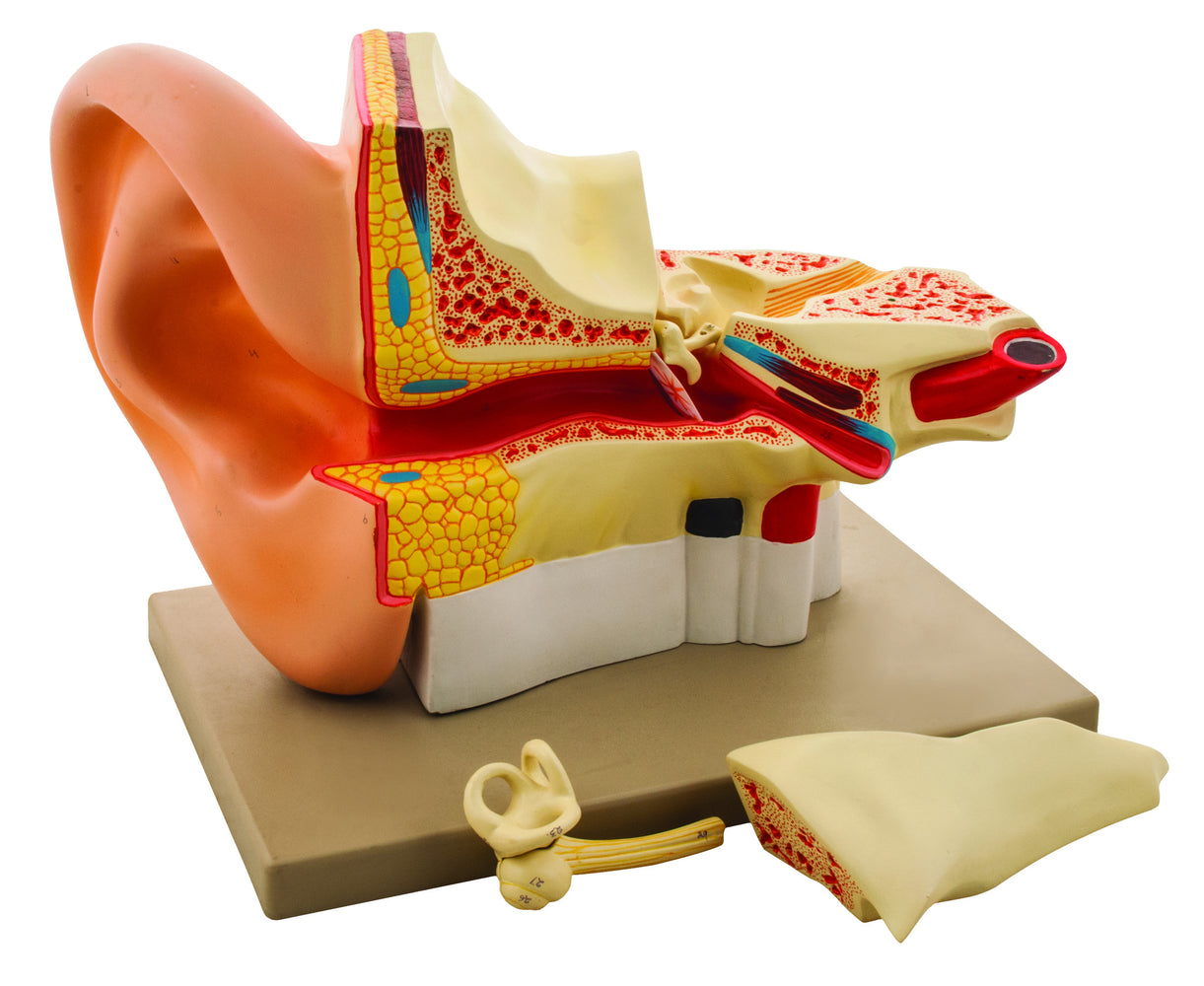 Large Ear Model