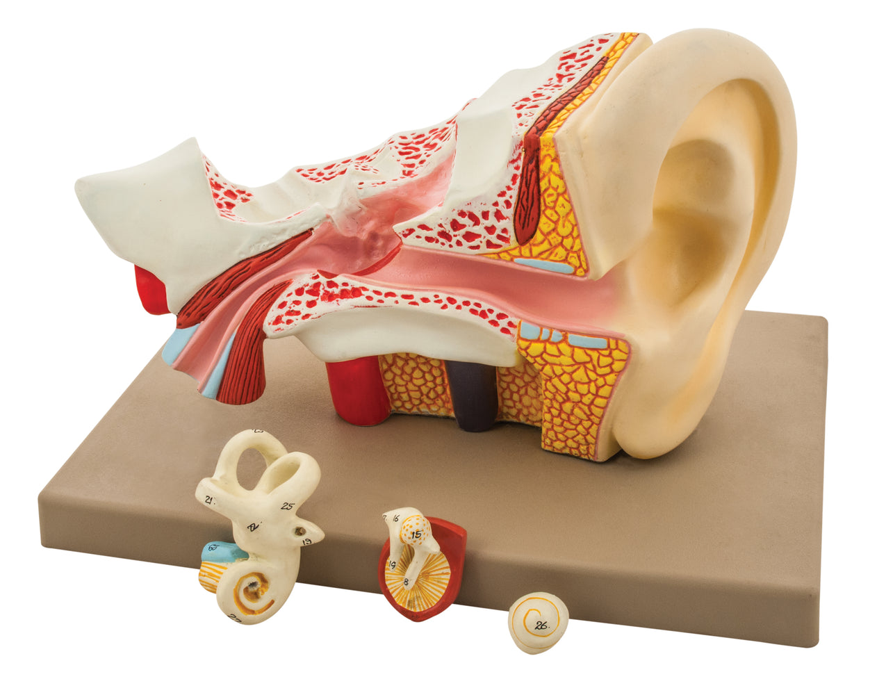 Model Human Ear - 4 Parts
