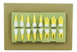 Model Human Teeth Set of 16