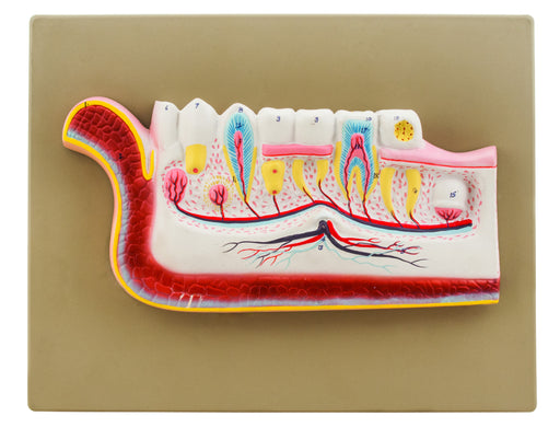Model Lower Jaw with Teeth