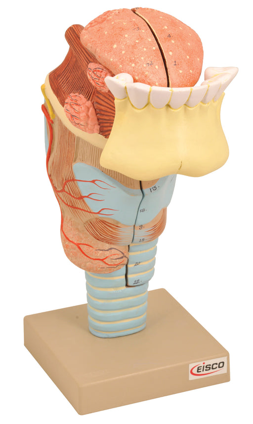 Model Larynx with Tongue & Teeth