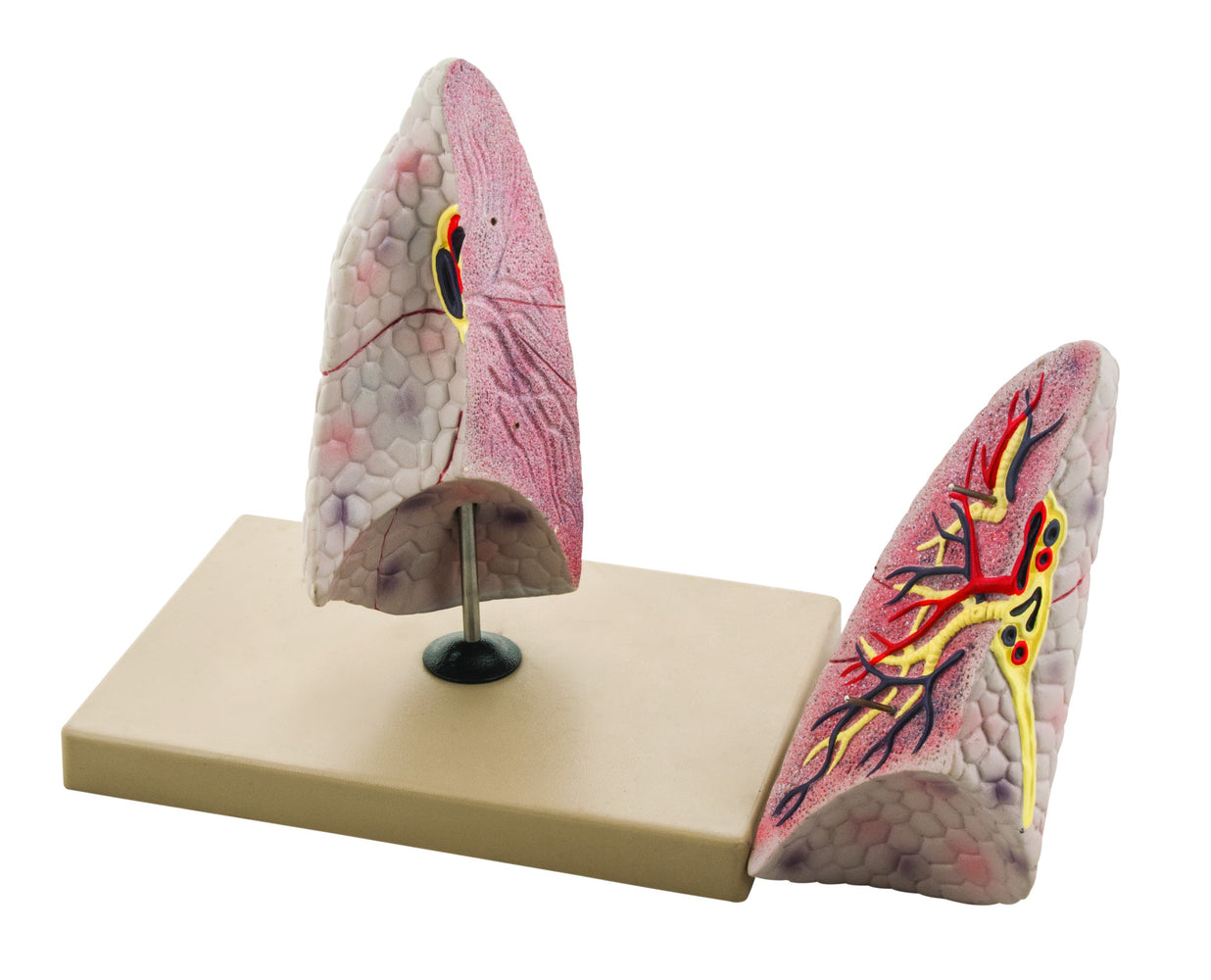 Model Human Lung Right