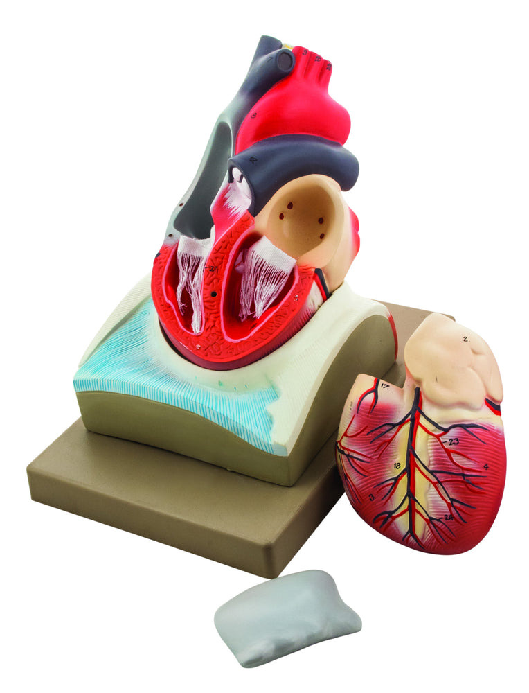 Model Human Heart on Diaphragm - 4 Parts
