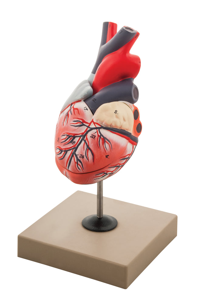 Model Human Heart - 3 Parts