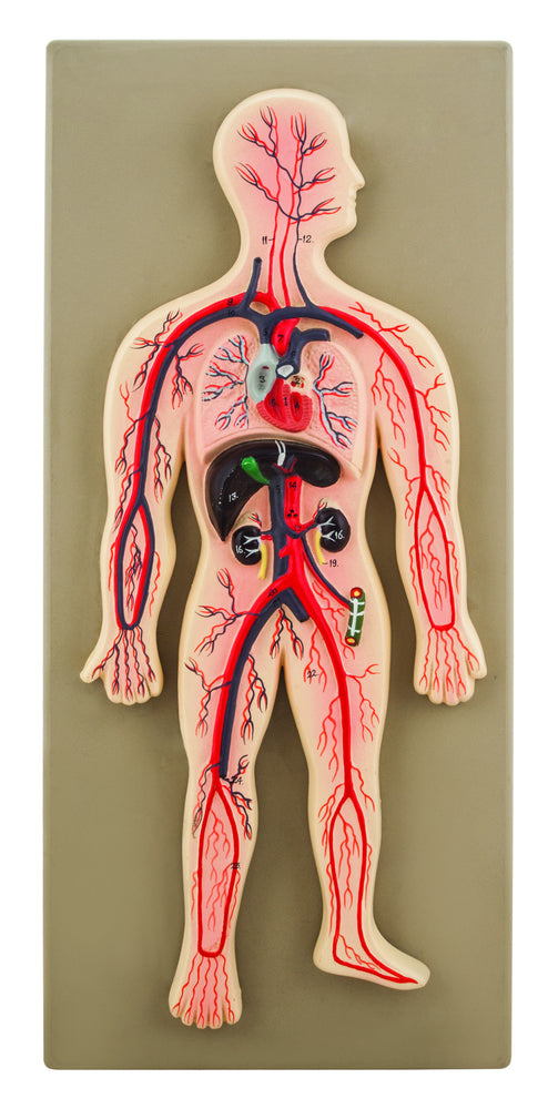 EISCO Human Circulatory System Model, Hand Painted
