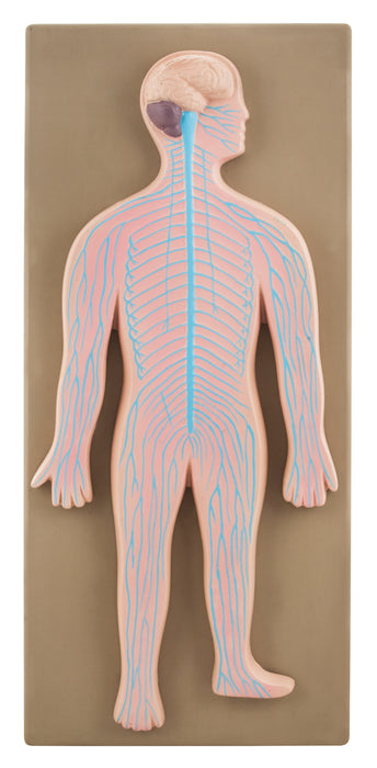 Model Human Nervous System
