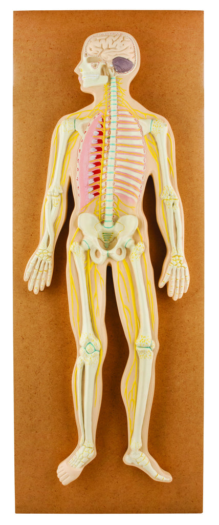 Model Human Nervous System — Eisco Labs