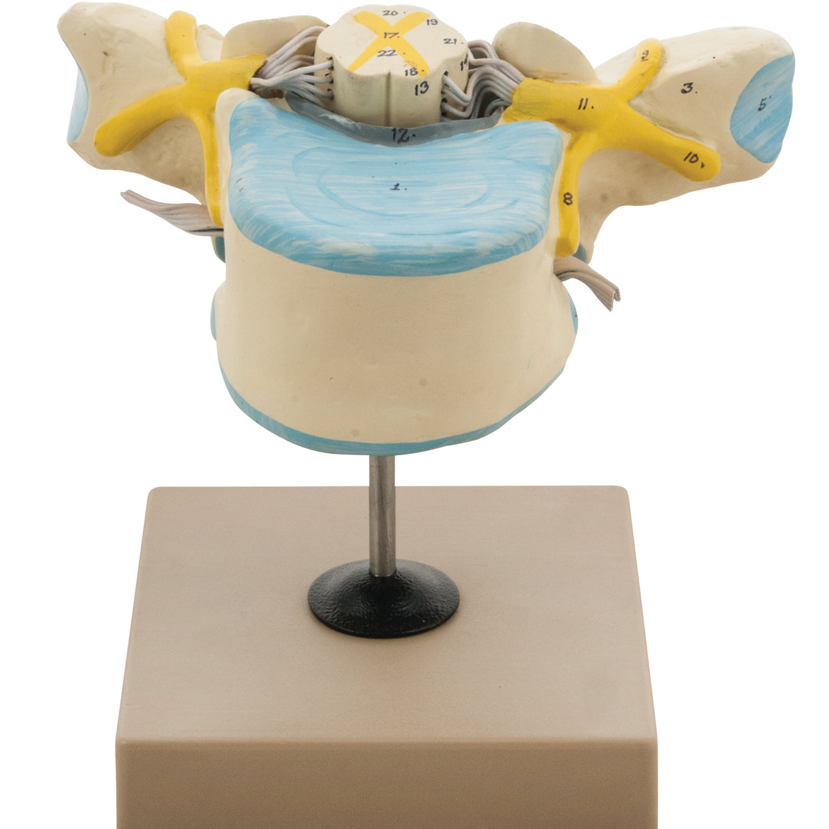 AM0104_1200x1200_crop_center.