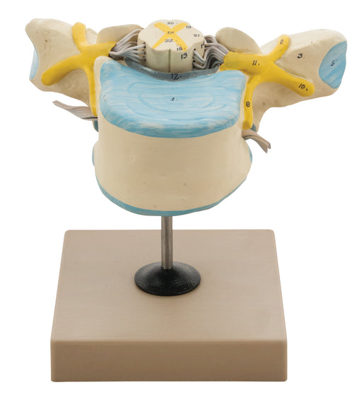 Model Thoracic Vertebrae with Spinal Cord