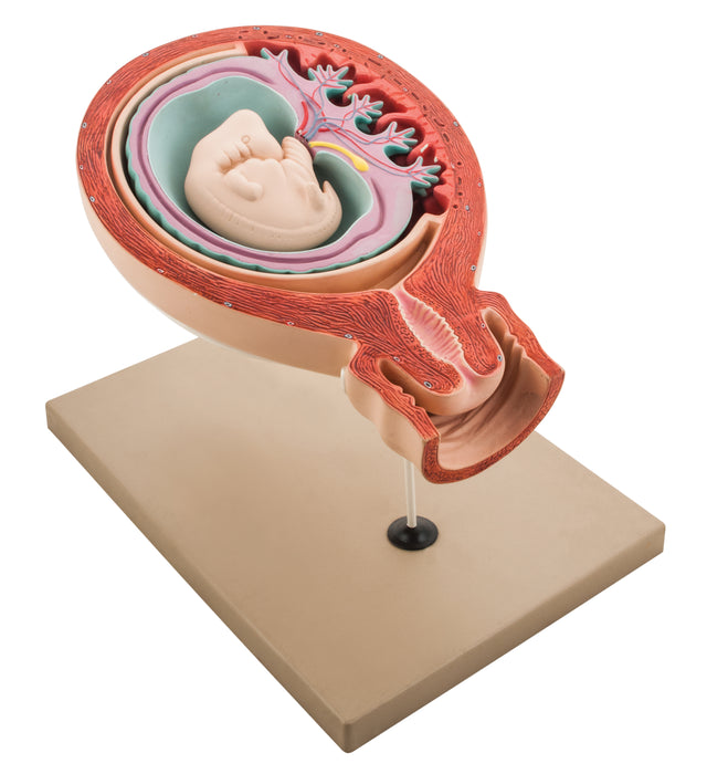 Model Human Fetus
