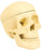 Model Human Skull - 3 Parts