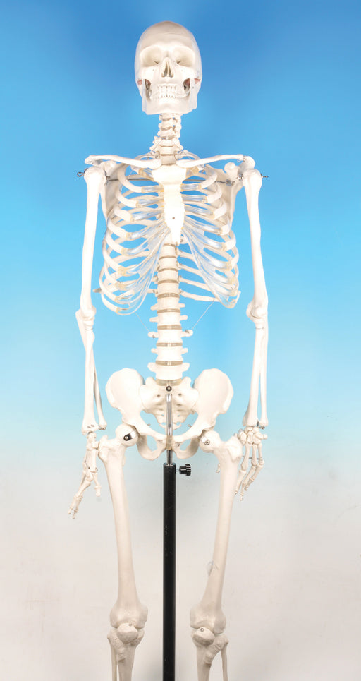 Basic Skeleton Model Human Skeleton Basic