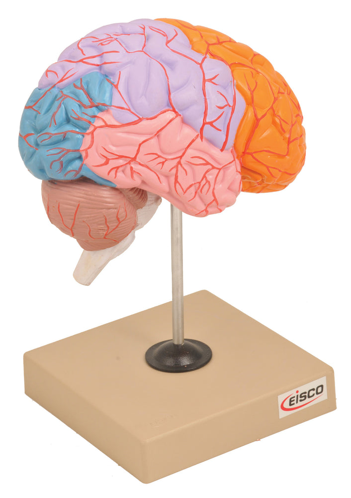 Model Lobes of Brain