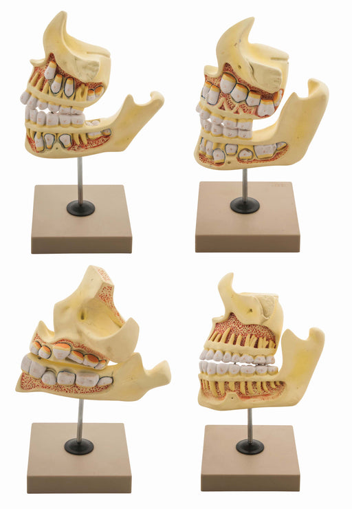 Model Dental Development Set - Natural size
