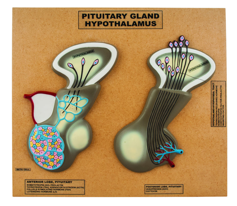Model Pituitary Gland (Hypothalamus)