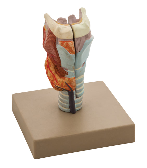 Model Larynx - 2 Parts