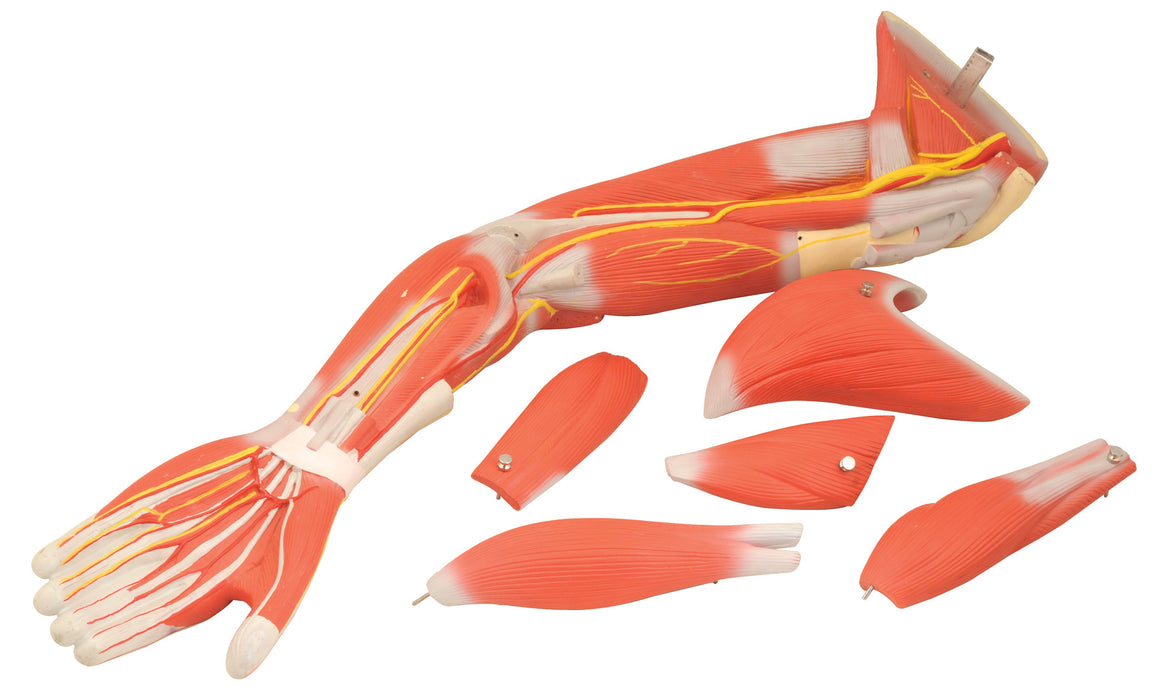 Model Muscular Arm - 6 Parts