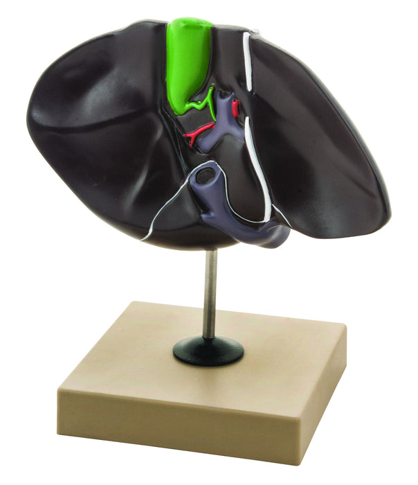 Model Human Liver on Stand