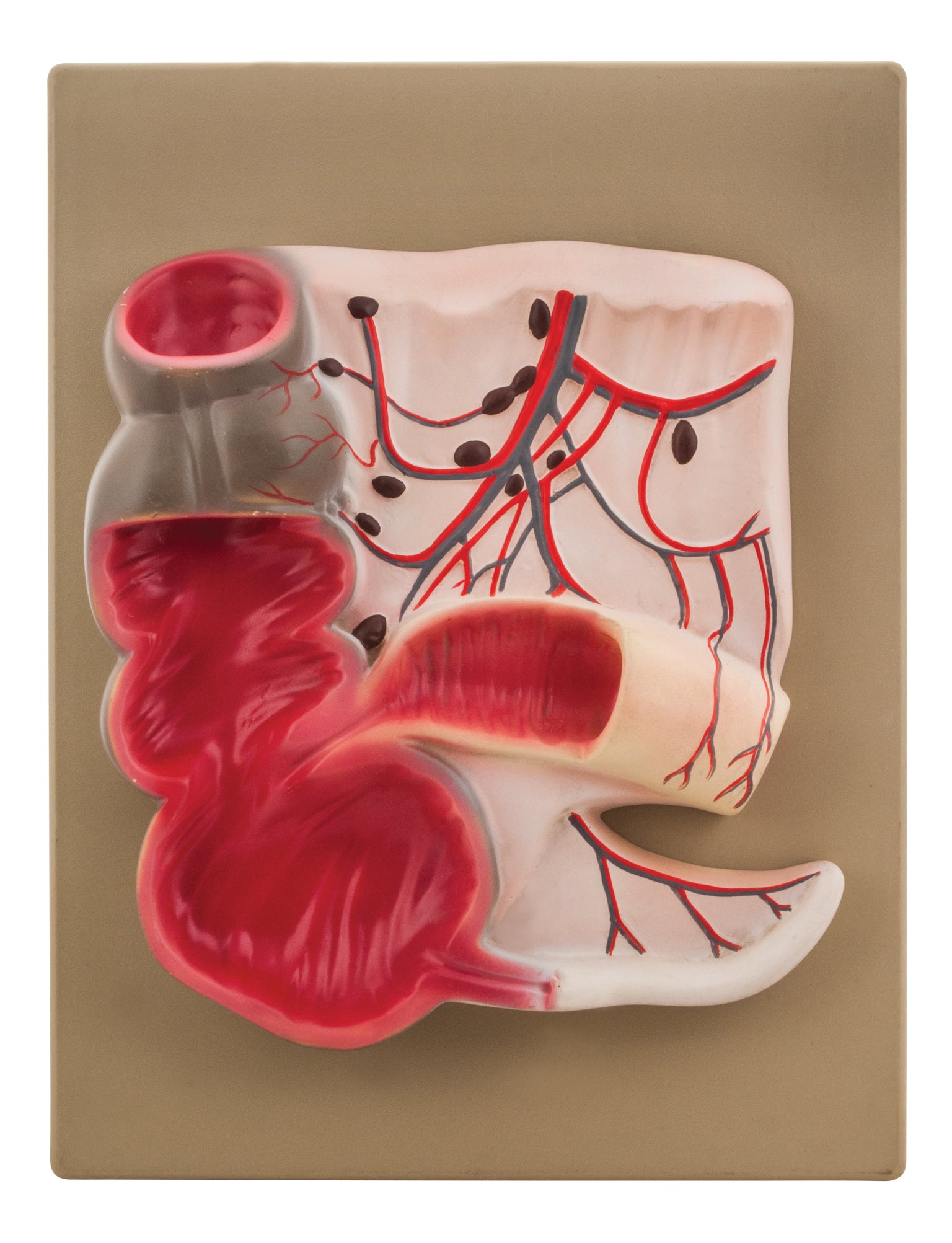 Human Anatomy Models — Page 4 — Eisco Labs