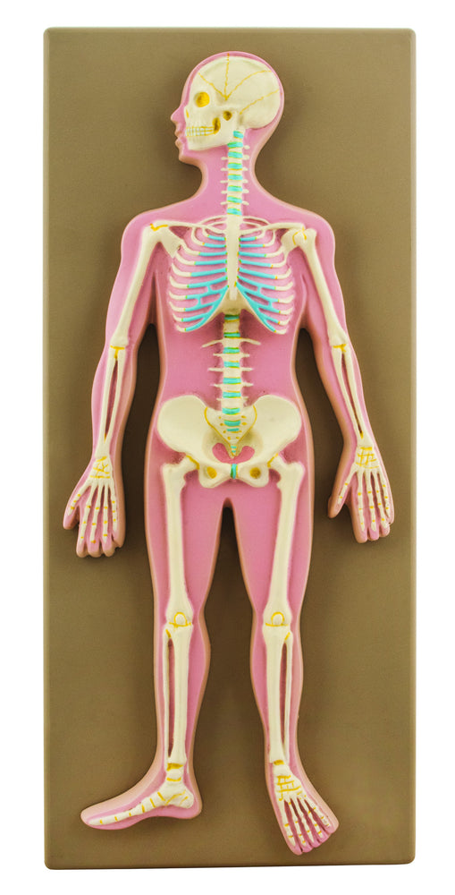 Model Human Skeletal System