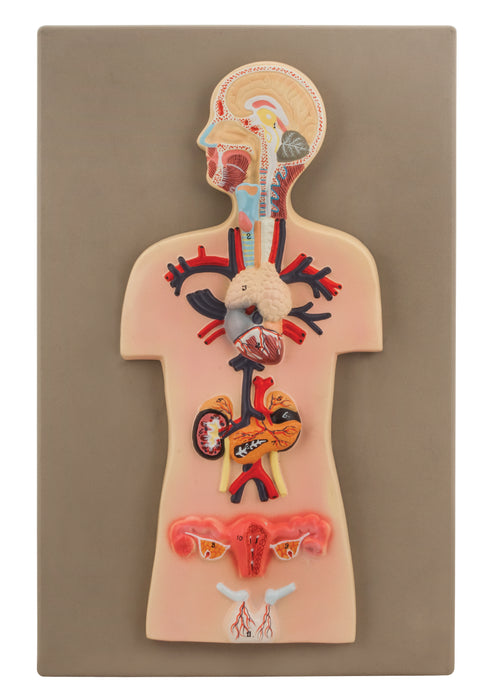 Eisco Labs Human Endocrine System Anatomical Model, Miniature Size - Cross Section, Approx. 15"x10"