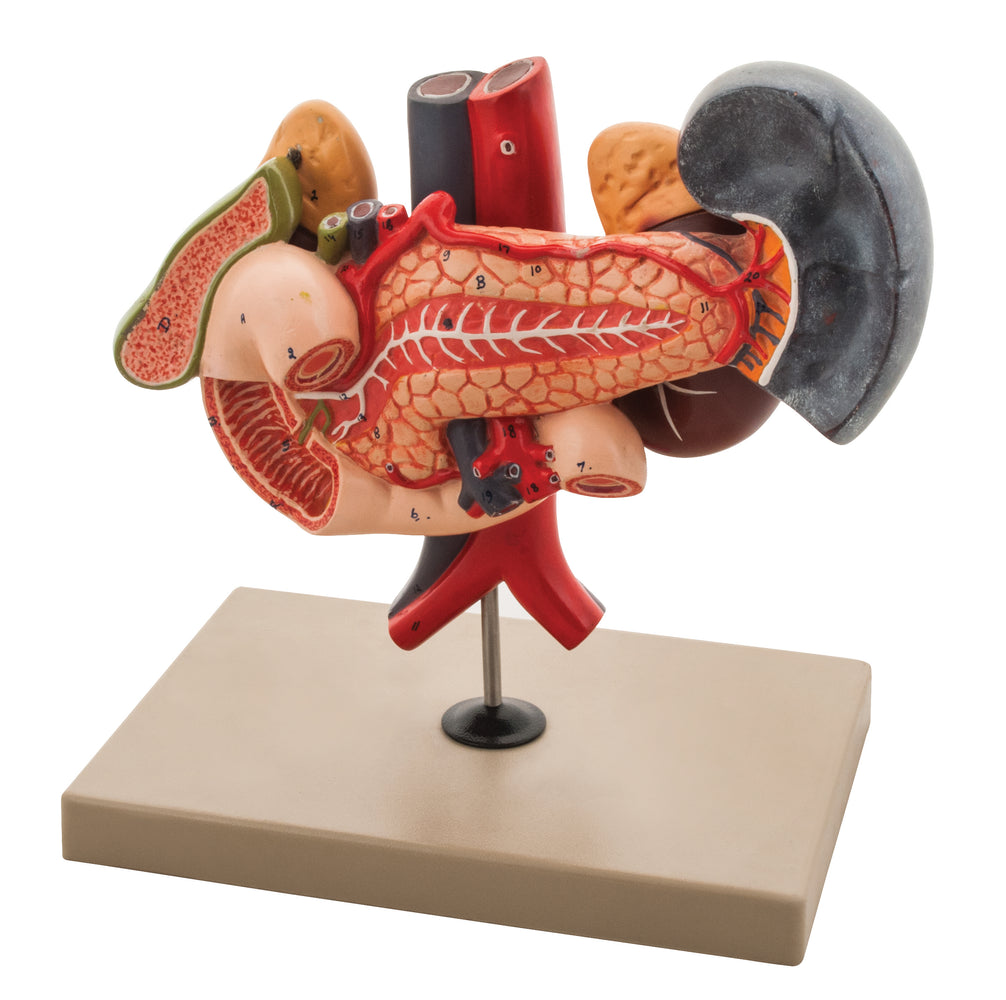 Model Human Kidney with Vessels, Pancreas, Duodenum, Spleen & Gall Bladder - 2 Parts