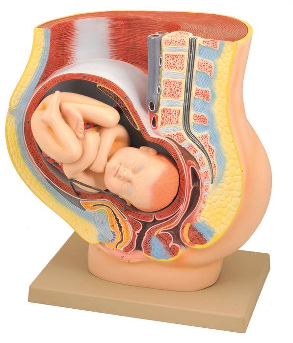Model, Human Female Pelvis, Pregnancy with Fetus