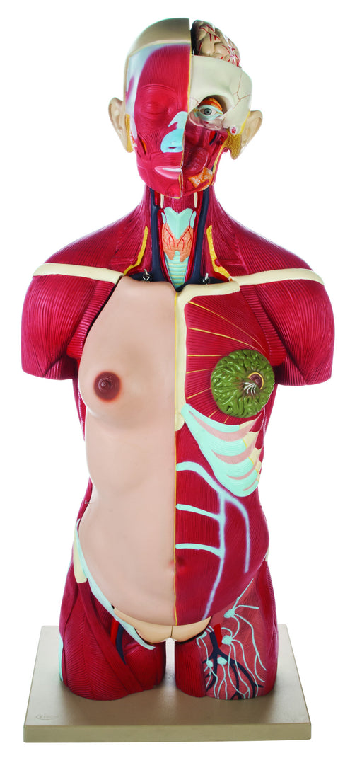 Full Muscular Torso Natural with Dual Sex Organs (30 Parts)