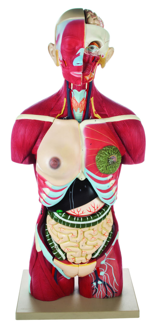 Full Muscle Torso with Dual Sex Organs and Open Back ?? 24 Parts Eisco Labs Full Muscle Torso with Dual Sex Organs and Open Back ?? 24 Parts Eisco Labs
