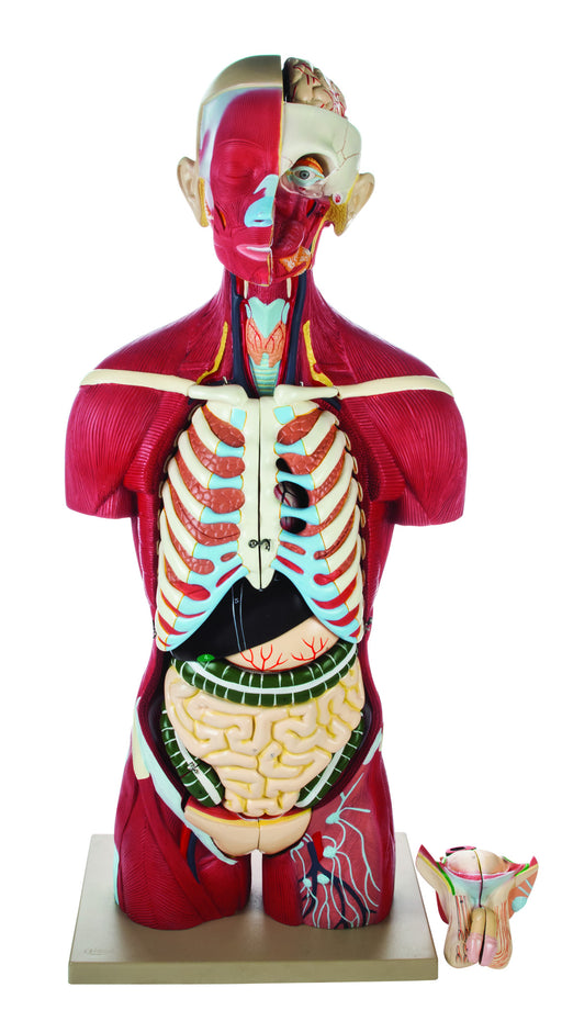 Human Full Muscle Torso with Dual Sex Organs 20 Parts