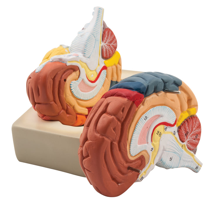 Human Brain Model - 2 Parts