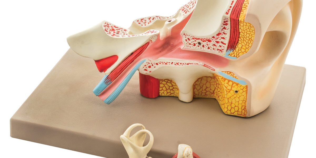 Ear Enlarged 5 Times — Eisco Labs