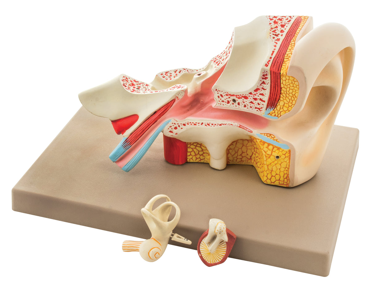 Ear Enlarged 5 Times — Eisco Labs