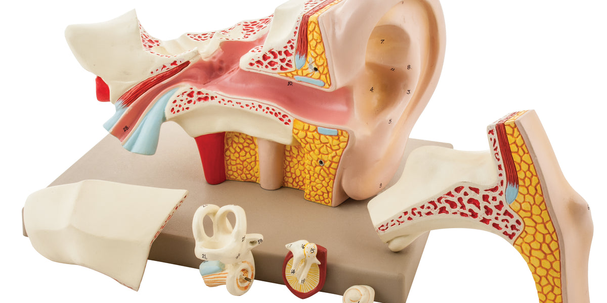 Complete Ear Human Ear - 6 Parts — Eisco Labs
