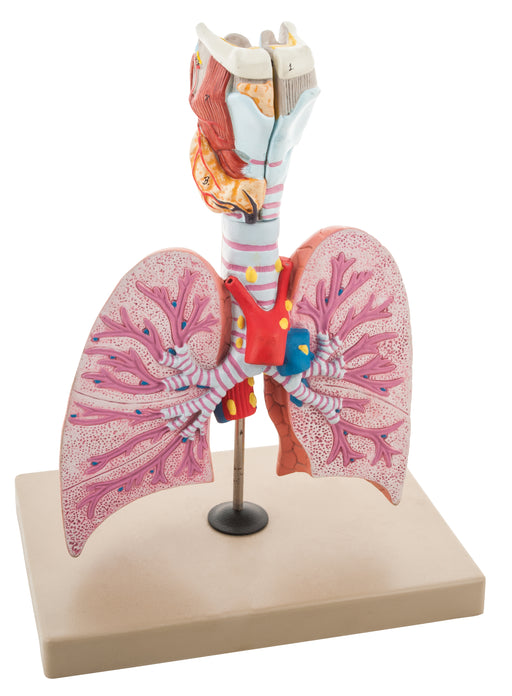 Respiratory - Healthy Lungs