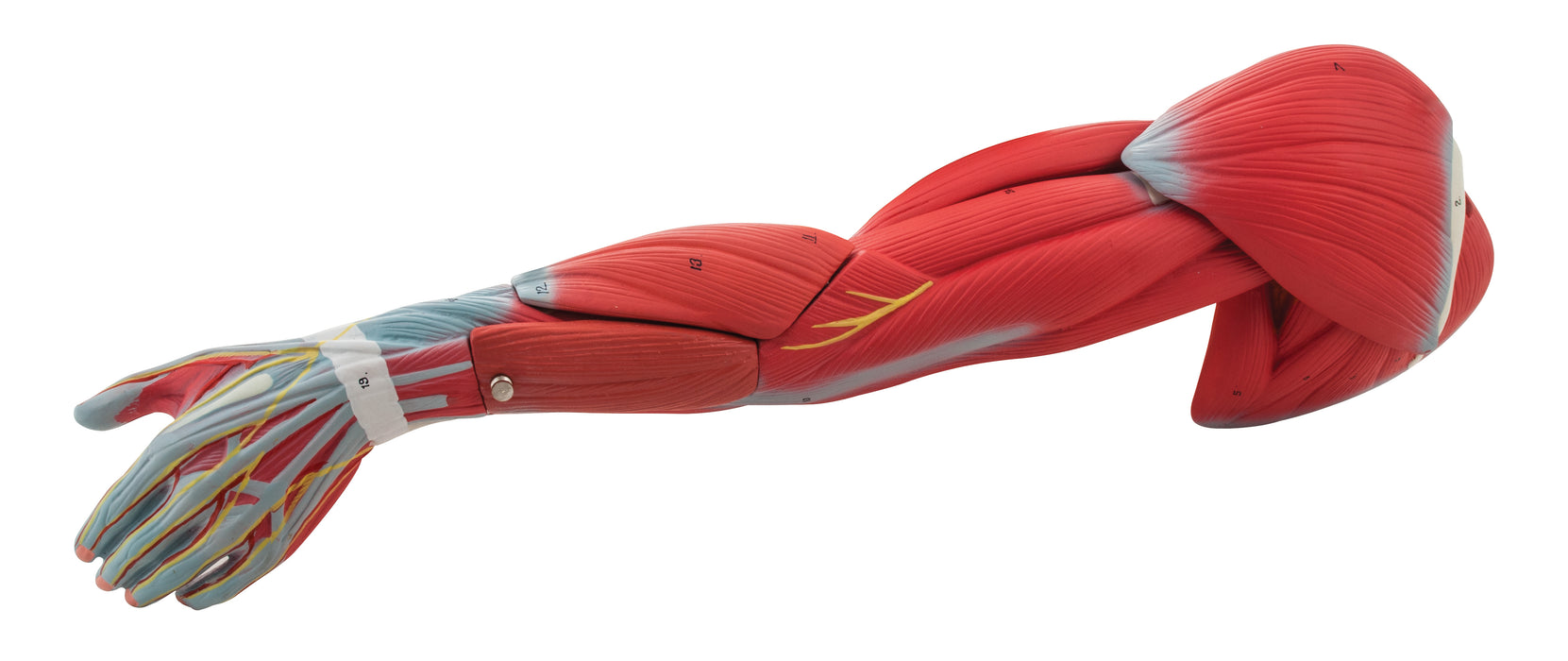 Muscular Arm - 6 Parts