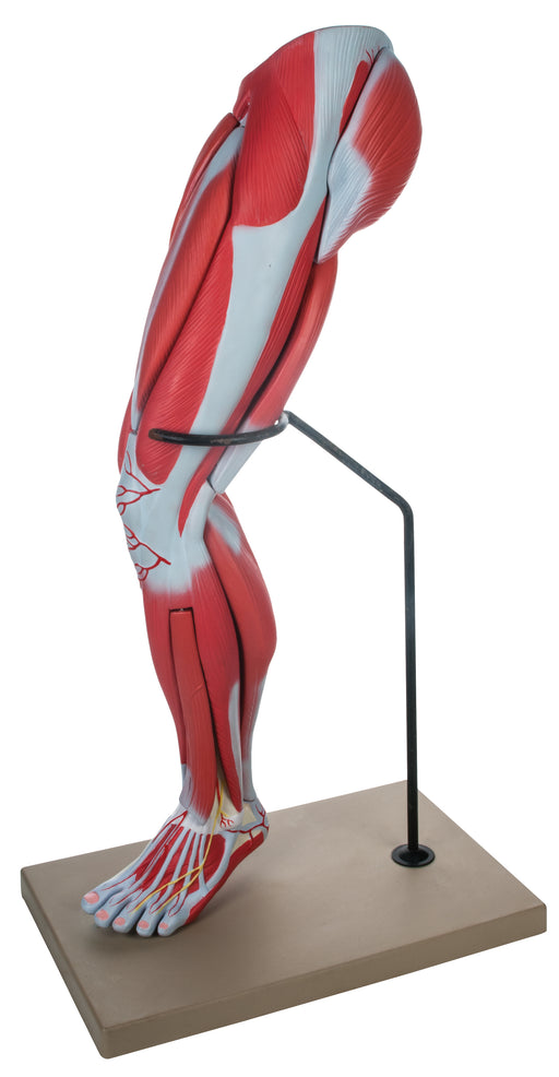 Muscular Leg - 9 Parts